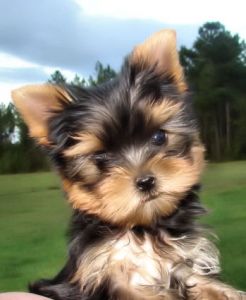 Parker - the most beautiful dog